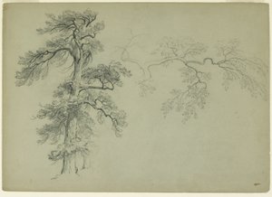 Studies of a Tree and a Branch
